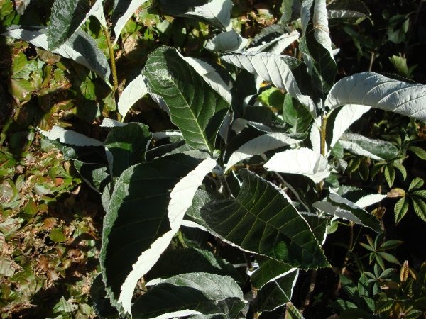 Sorbus thibetica Jhon MItchell