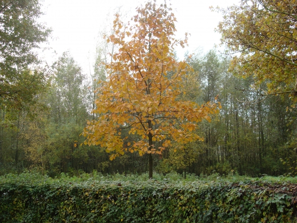 Sorbus torminalis 