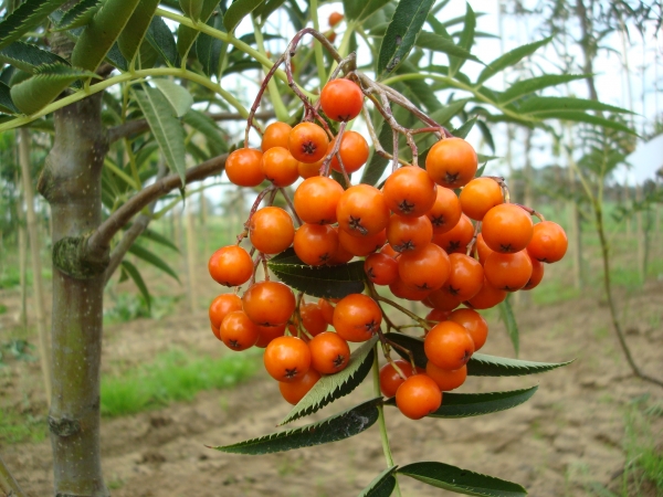 Sorbus wilfordii