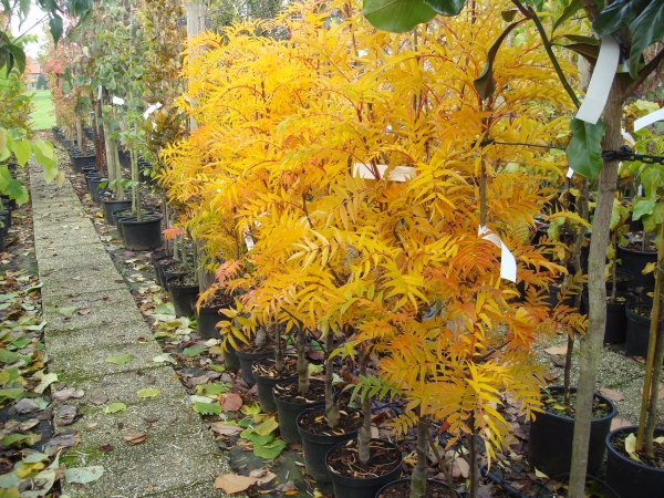 Sorbus wilfordii