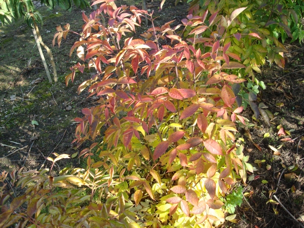 Staphylea pinnata