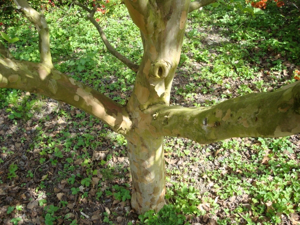 Stewartia pseudocamellia 