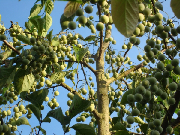 Styrax japonicus