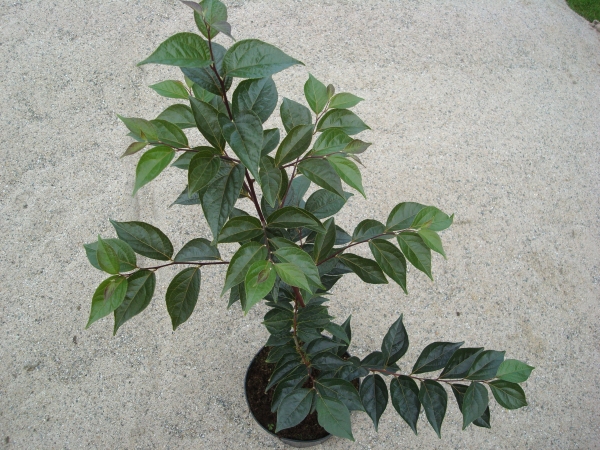 Styrax japonicus Pink Snowbell