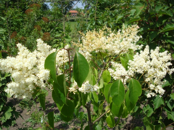 Syringa pekinensis Gimborn s China Pearl