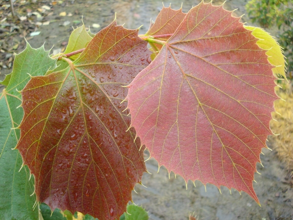 Tilia henryana Arnold Select