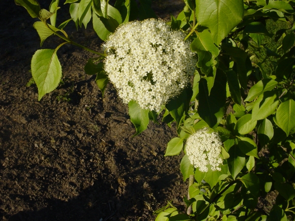 Viburnum lentago