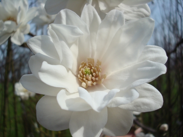 Magnolia loebneri Mag s Pirouette