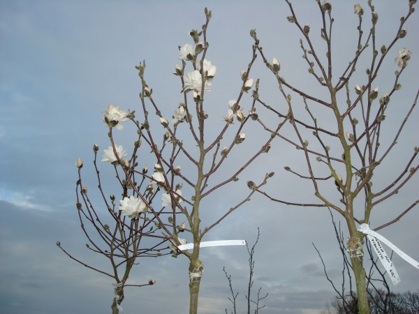 Magnolia loebneri Mag s Pirouette