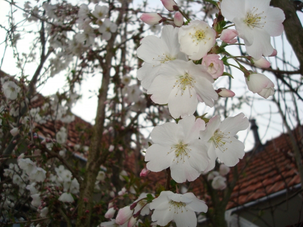 Prunus The Bride