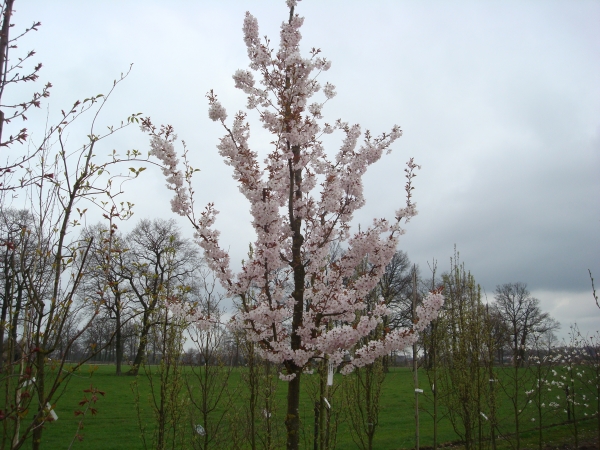 Prunus Pandora