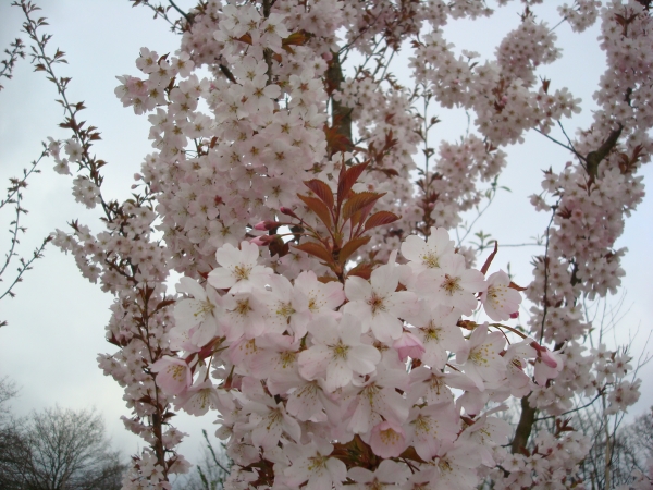 Prunus Pandora