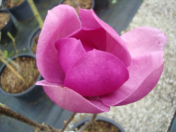 Magnolia Cleopatra ®