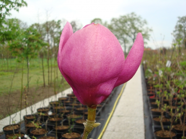 Magnolia Cleopatra ®