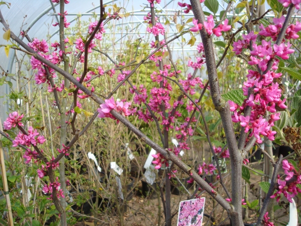 Cercis canadensis Apalachia Red