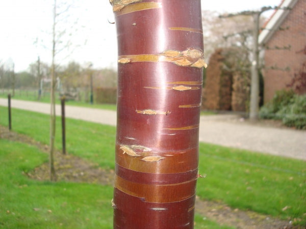 Prunus serrula Branklyn