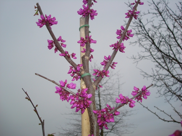 Cercis canadensis Oklahoma