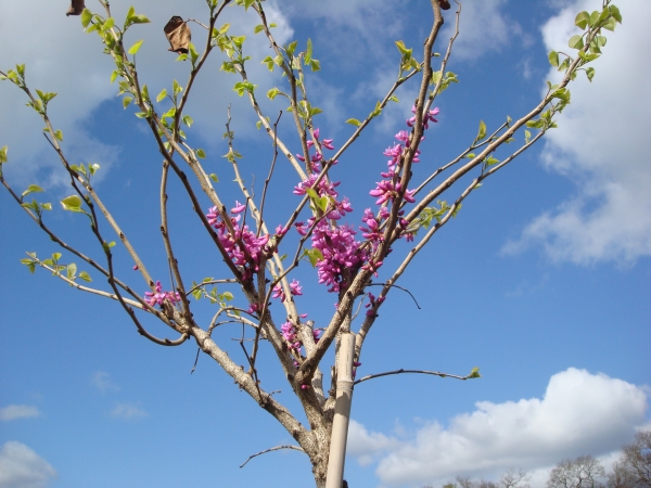 Cercis chinensis Don Egolf