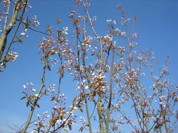 Amelanchier laevis Snowflakes 