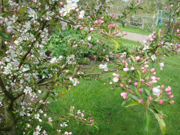 Malus Comtesse de Paris