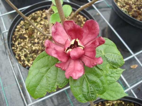 Calycanthus raulstonii Hartlage Wine