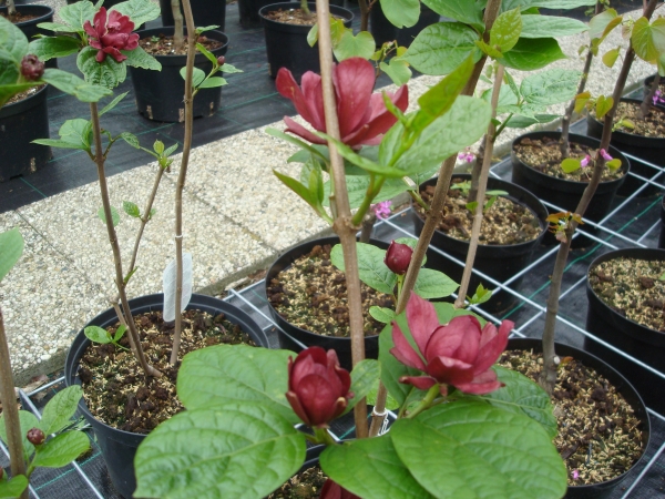 Calycanthus raulstonii Hartlage Wine