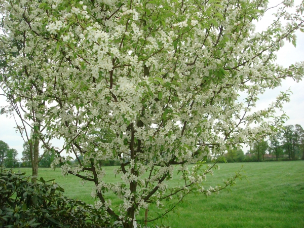 Malus toringo 