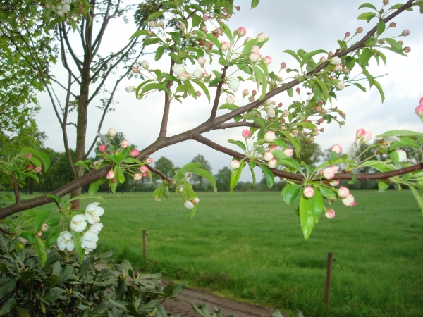 Malus toringo 