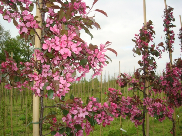 Malus toringo Scarlet