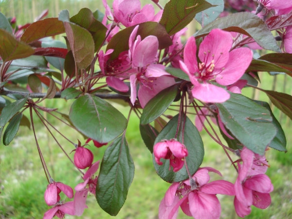 Malus toringo Scarlet