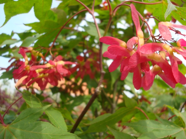 Acer palmatum Osakazuki