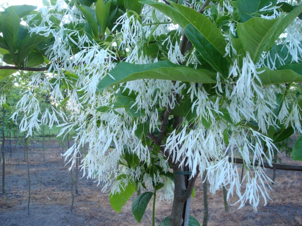 Chionanthus virginicus