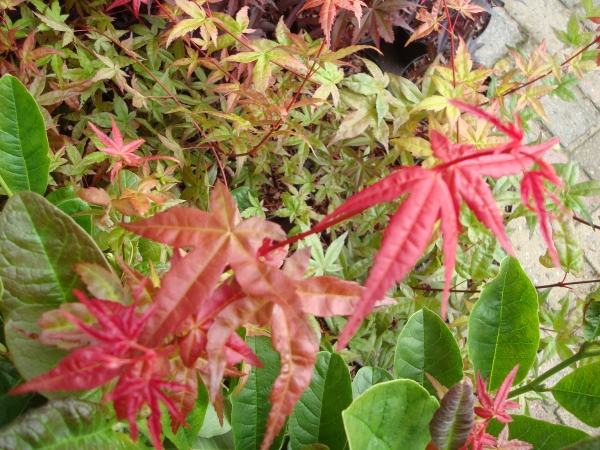 Acer palmatum Deshojo