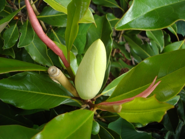 Magnolia grandiflora Kay Parris