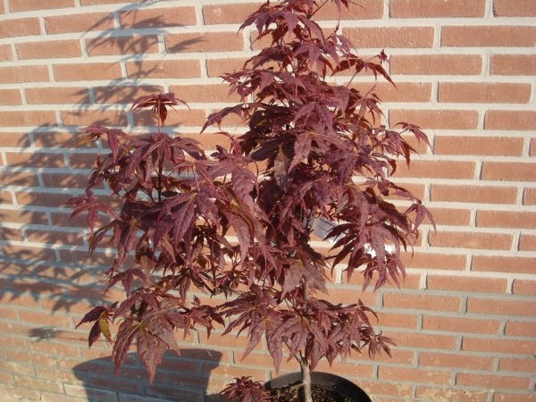 Acer palmatum Péve Ollie 