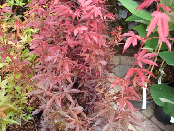 Acer palmatum Skeeters Broom