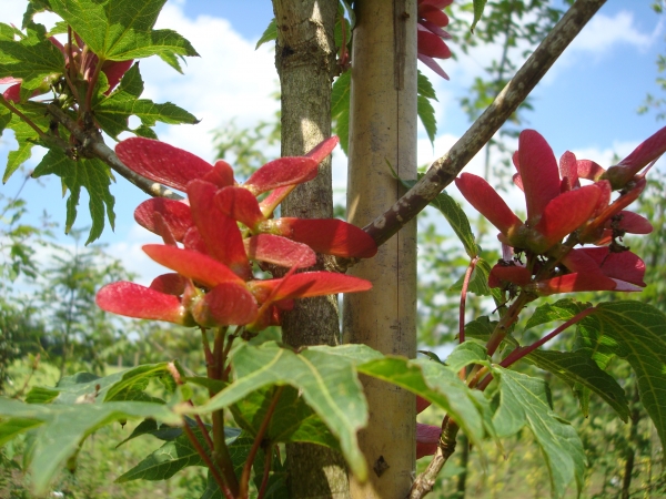 Acer erianthum