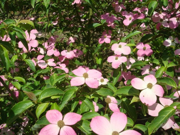 Cornus X Porlock