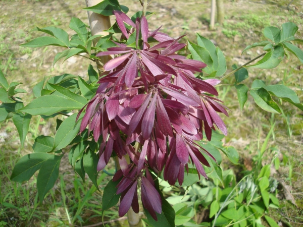 Fraxinus sieboldiana