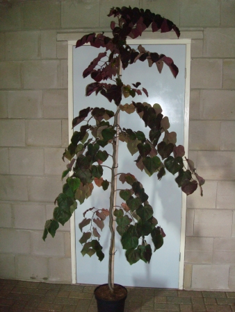 Cercis canadensis Ruby Falls