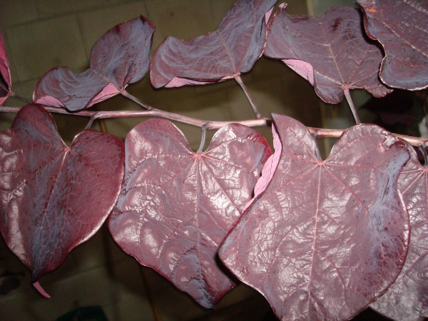 Cercis canadensis Ruby Falls