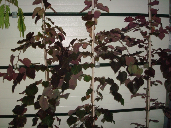 Cercis canadensis Ruby Falls