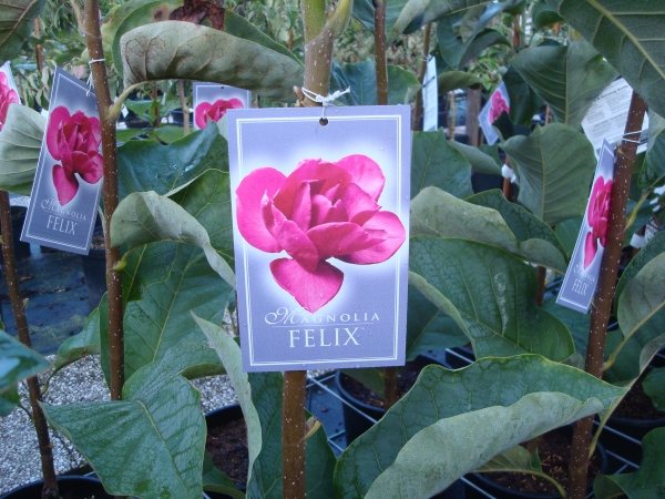 Magnolia Felix Jury ®