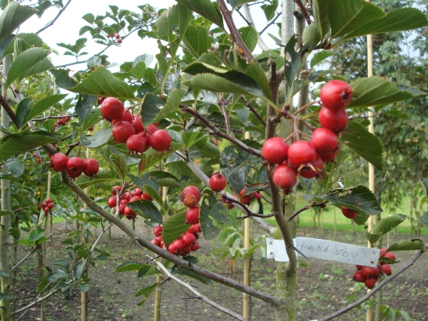 Crataegus succulenta Jubilee