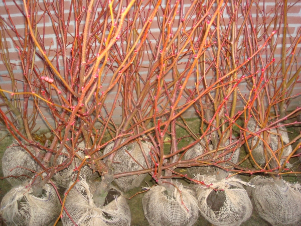 Tilia cordata Winter Orange