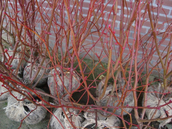 Tilia cordata Winter Orange