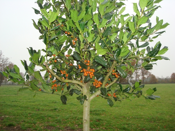 Ilex Nellie R. Stevens