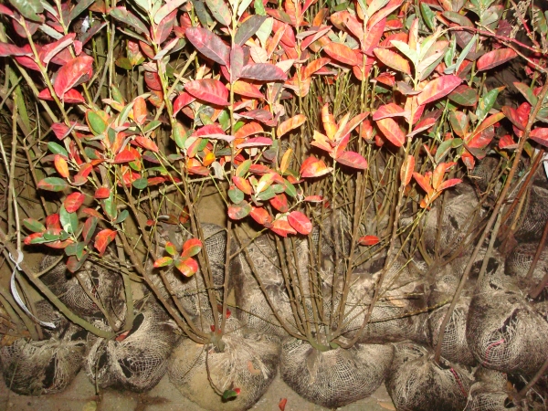 Amelanchier canadensis Rainbow Pillar  ®