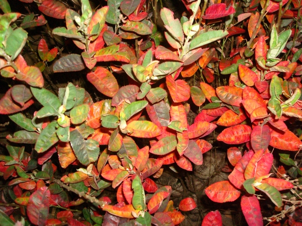 Amelanchier canadensis Rainbow Pillar