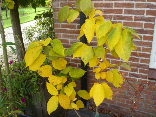 Calycanthus raulstonii Hartlage Wine